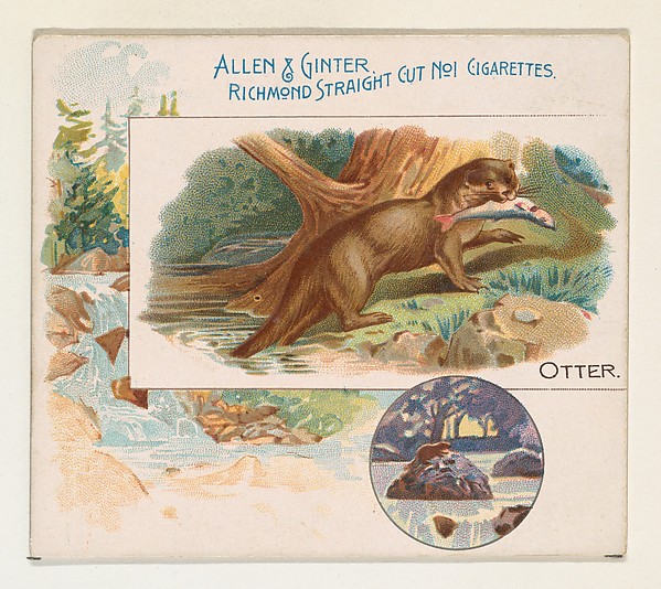 Allen & Ginter, Otter, from Quadrupeds series (N41) for Allen & Ginter Cigarettes