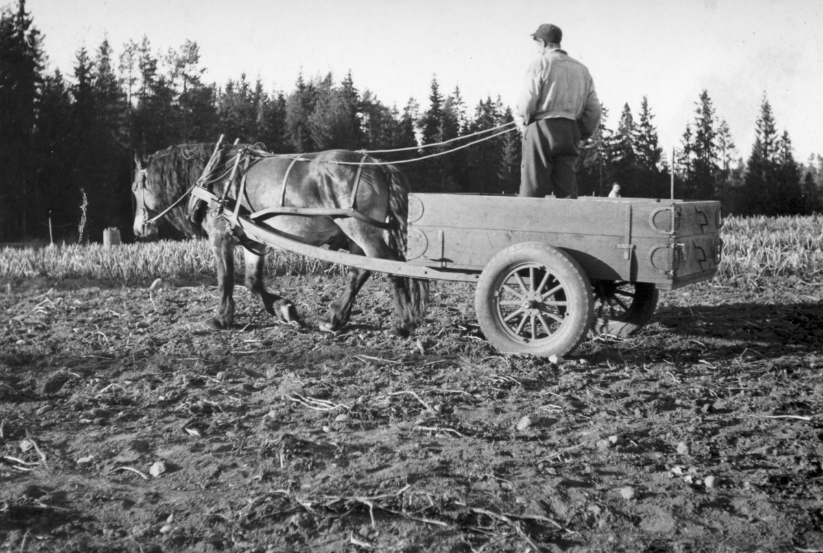 Anno Domkirkeodden, Dyri gard i Løten, Hest og potetkjerre. Potetonn. Hesteredskap. Arbeidskjerre. Ukjent gardsarbeider.