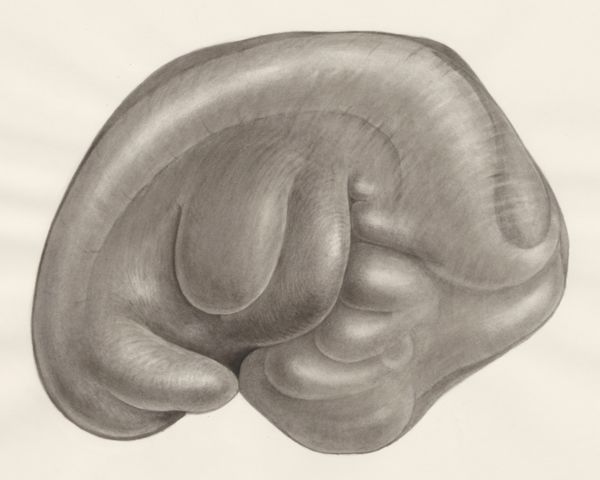 H.G Wetselaar, Embryo