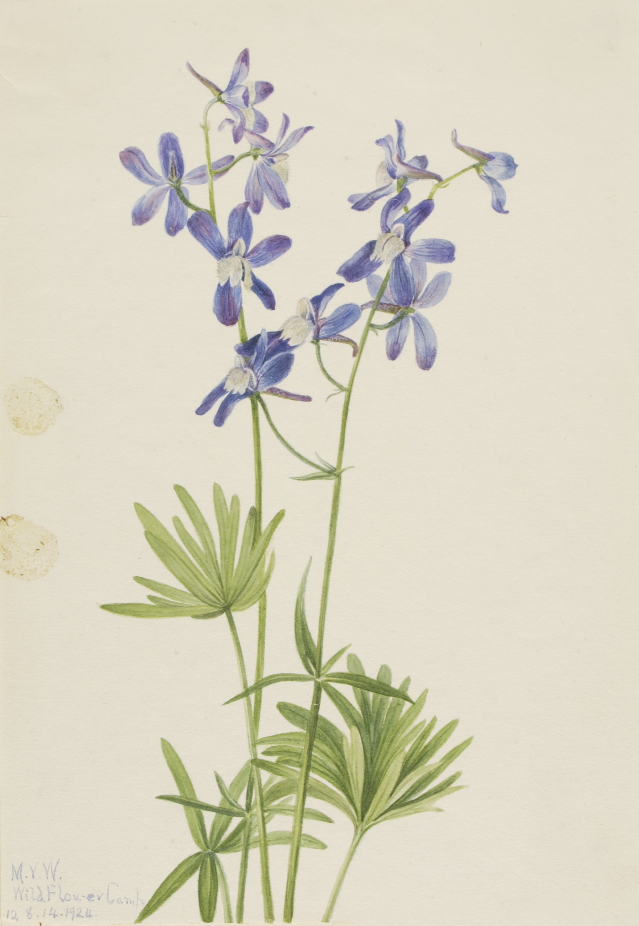Mary Vaux Walcott, Slim Larkspur (Delphinium depauperatum)