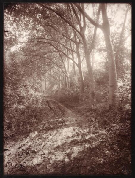 Atget, Jean-Eugène-Auguste, Parc de Sceaux, juin 7h. matin