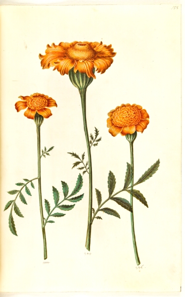 Hans Simon Holtzbecker, Tagetes patula (udspærret fløjlsblomst)