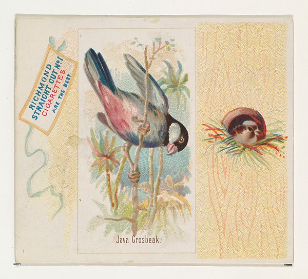 Allen & Ginter, Java Grosbeak, from the Song Birds of the World series (N42) for Allen & Ginter Cigarettes