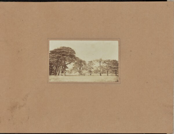 Unknown, [House beyond trees]