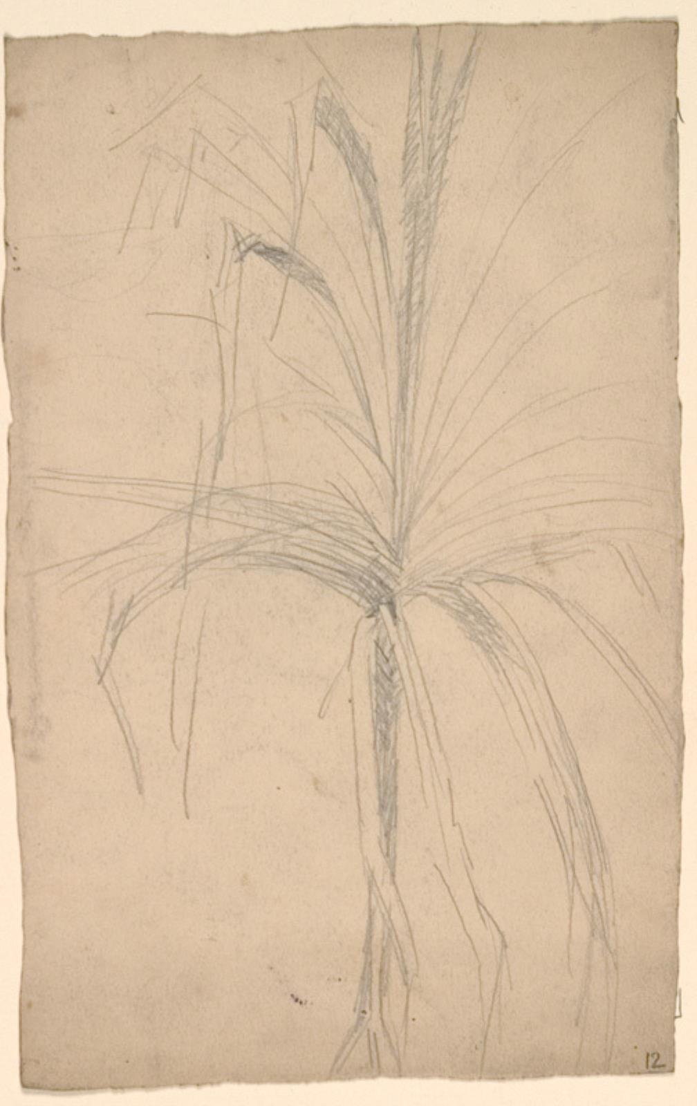 Niels Larsen Stevns, En plante