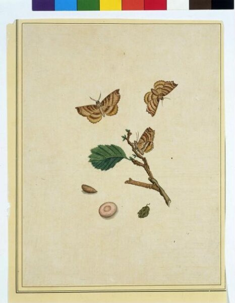 Unknown, Butterflies