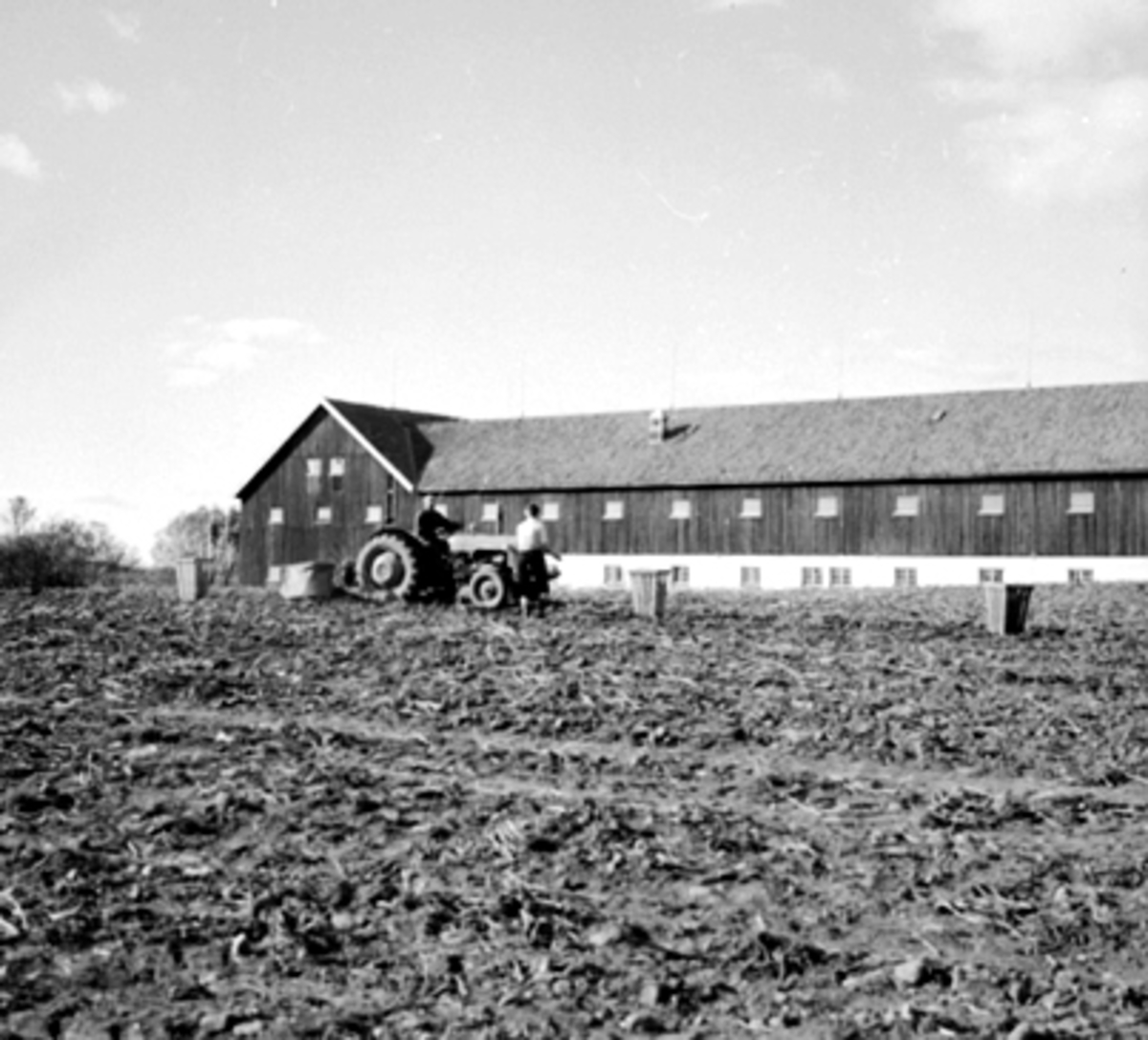 Anno Domkirkeodden, POTETPLUKKING, HUSEBY GÅRD, TRAKTOR, FOLK,