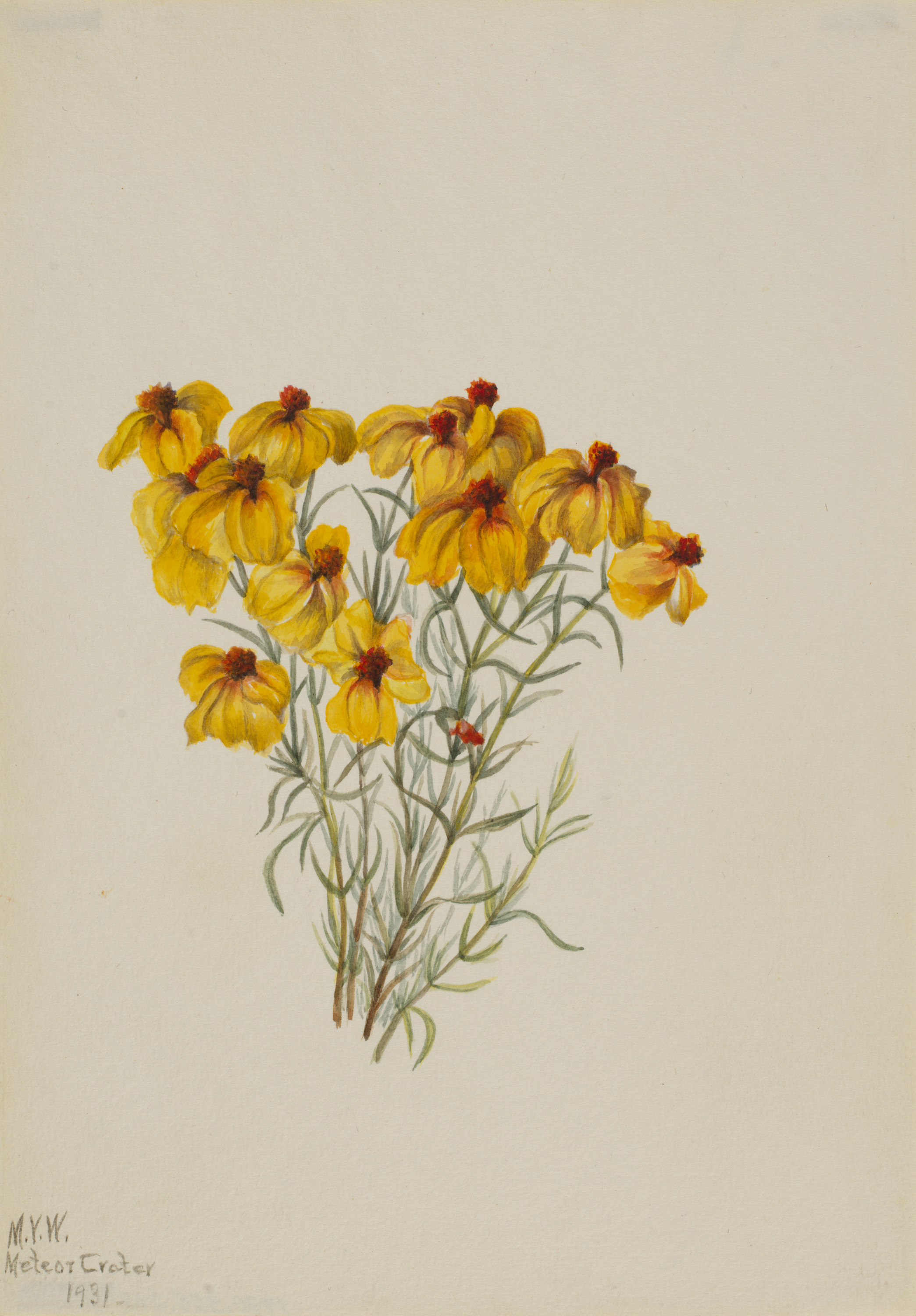 Mary Vaux Walcott, Zinnia (Zinnia grandiflora)