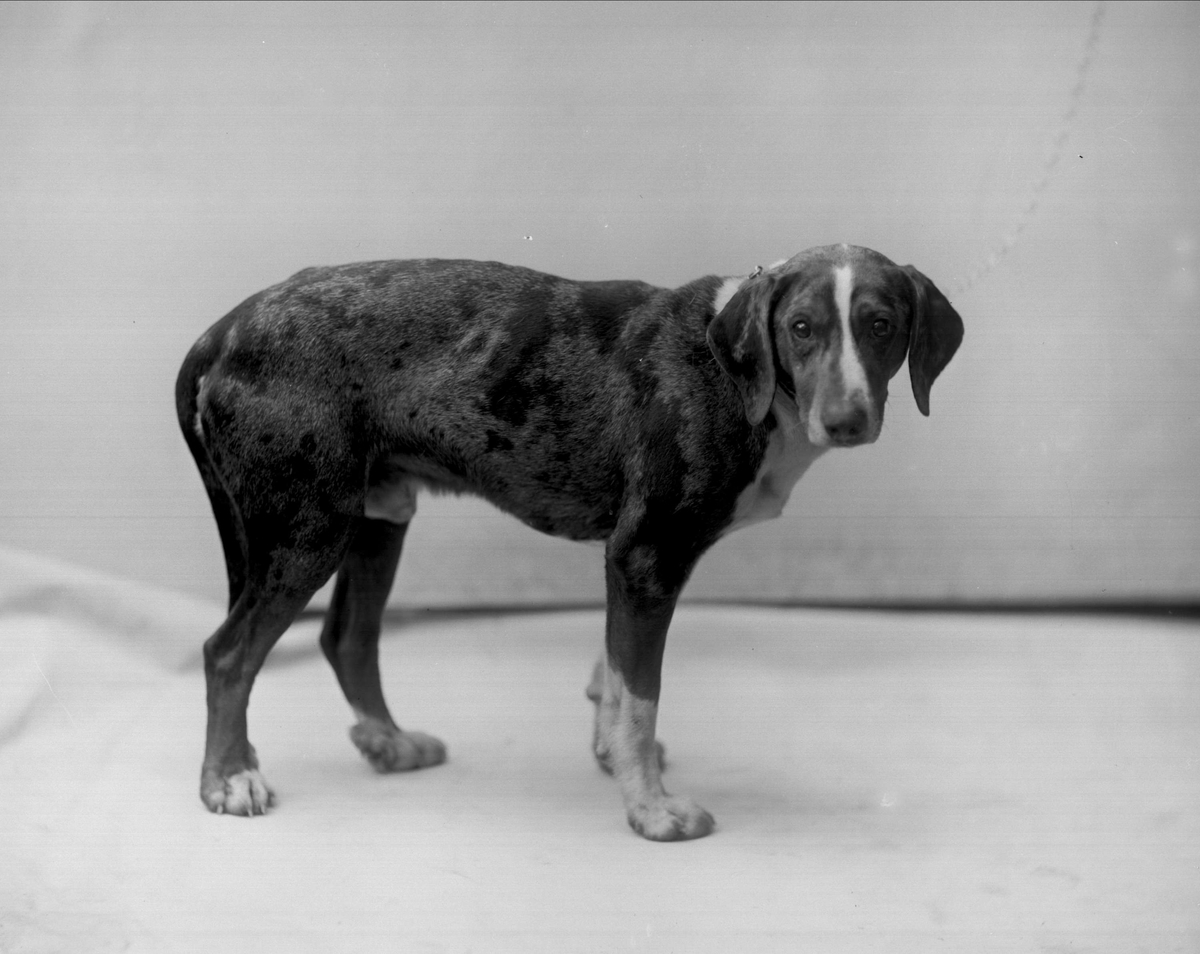 Gustav Borgen, Portrett, ståendene hund. Godseier Sundbyes hund.
