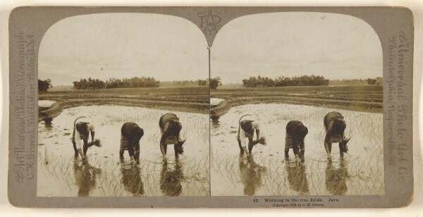 Carleton H. Graves, Working in the rice fields. Java.