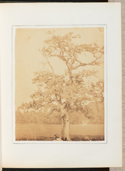 Unknown, [A Woman Resting Under a Tree]