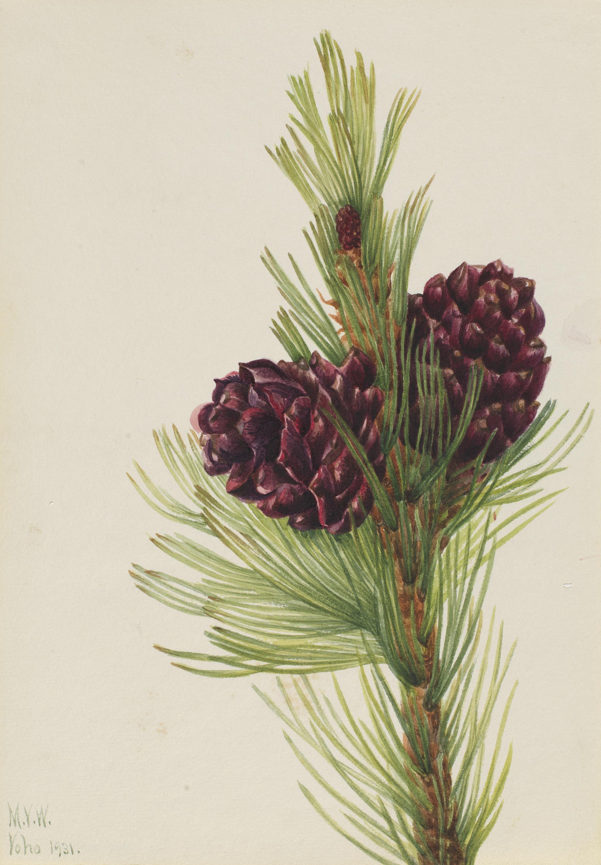 Mary Vaux Walcott, Whitebark Pine (Pinus albicaulis)