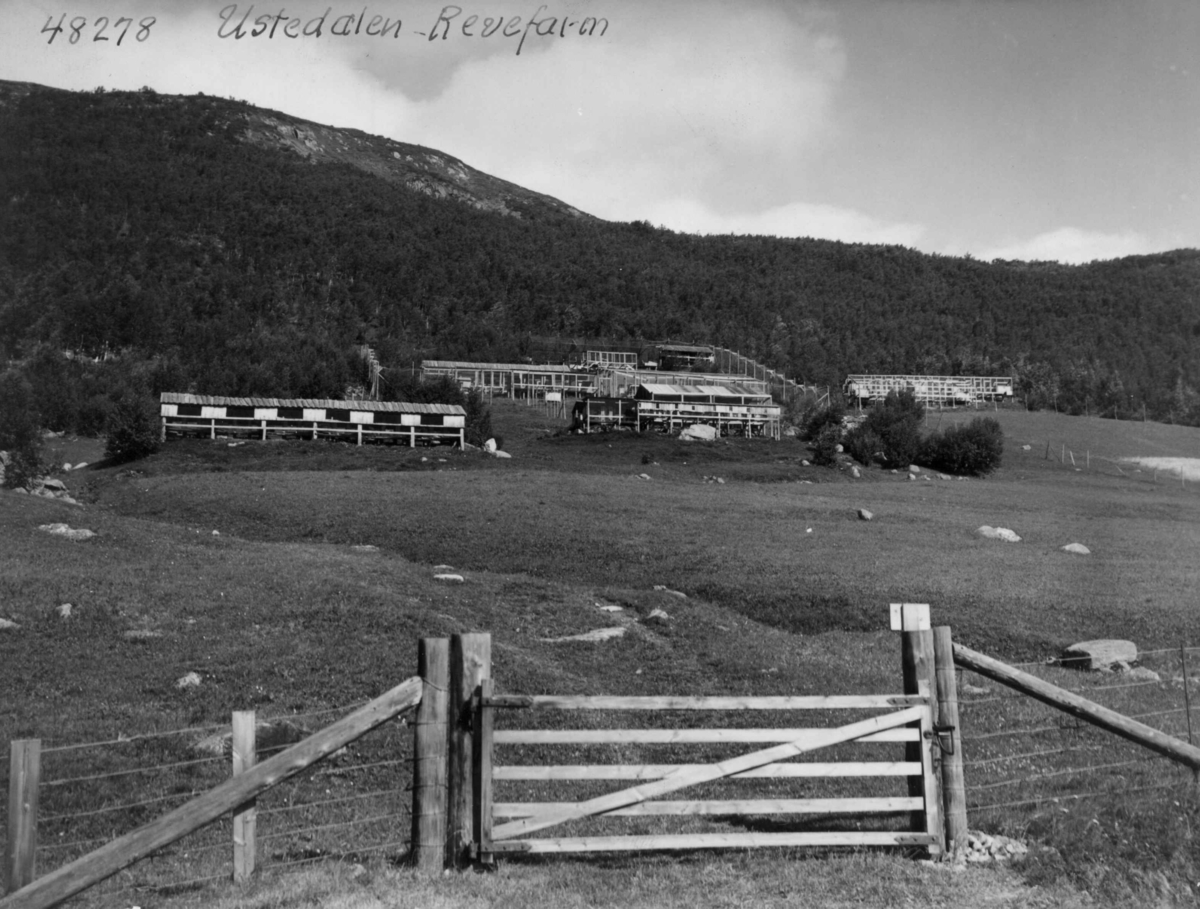 Anders Beer Wilse, Ustedalen, Landbruk, Revefarm