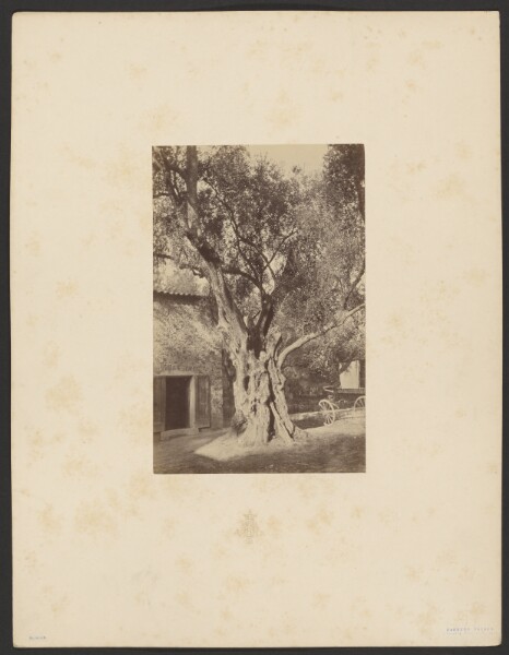 Louis-Alphonse Davanne, [Tree]