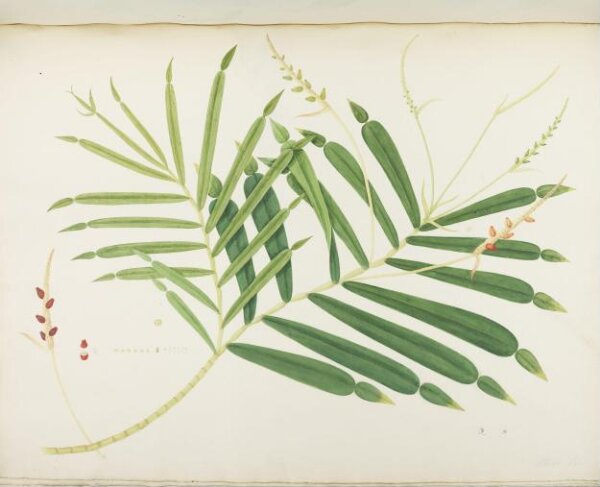 unknown, Flowers and Fruits