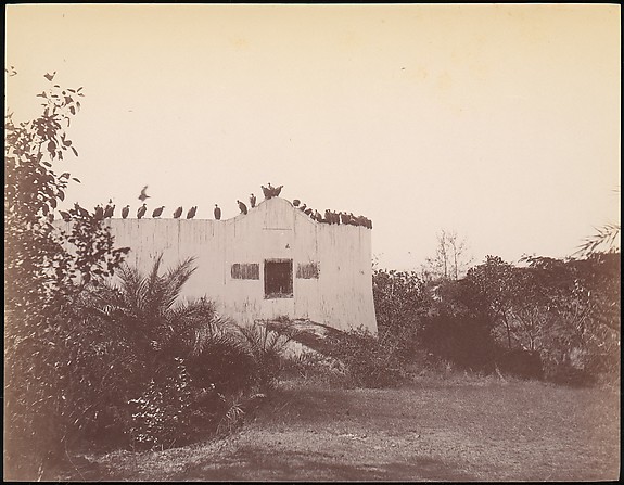 Unknown, [Birds on Roof of Small Building]