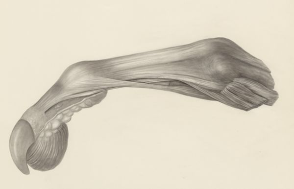 H.G Wetselaar, Muscular tissue of the finger of a rhesus macaque