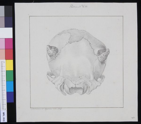 M. Houtman, Skull of a hydrocephalic calf