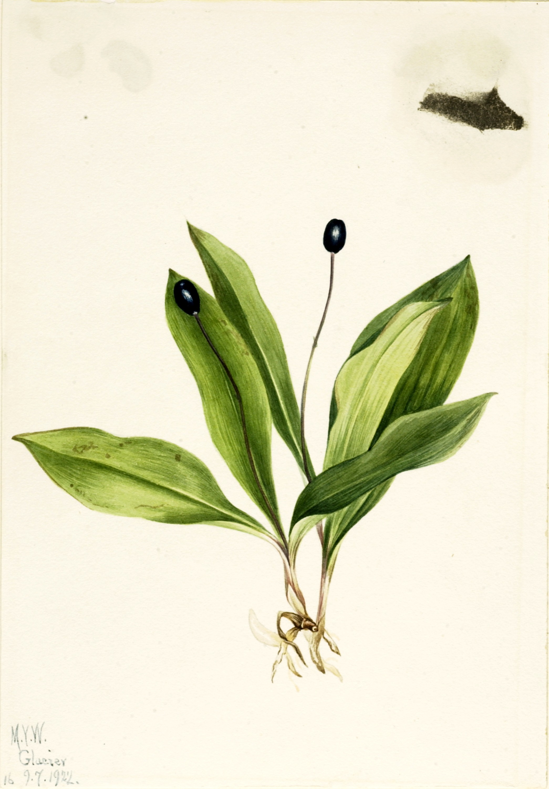 Mary Vaux Walcott, Queencup (Clintonia uniflora)