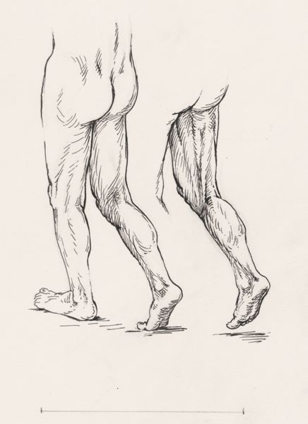 J Tinkelenberg, Movement of the human legs