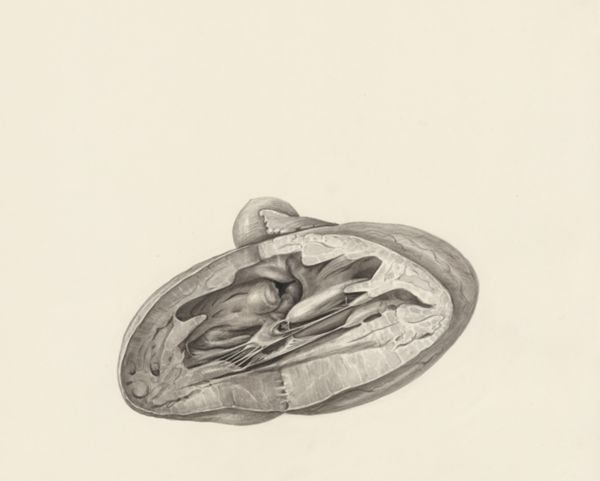 H.G Wetselaar, Cross section of a heart