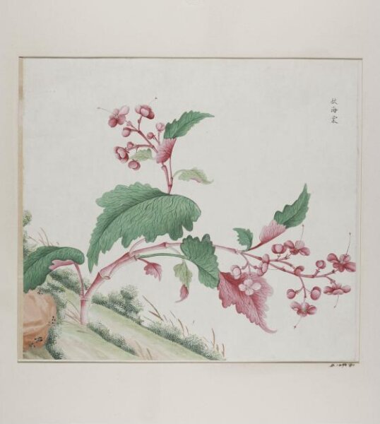 Unknown, Qiu hai tang