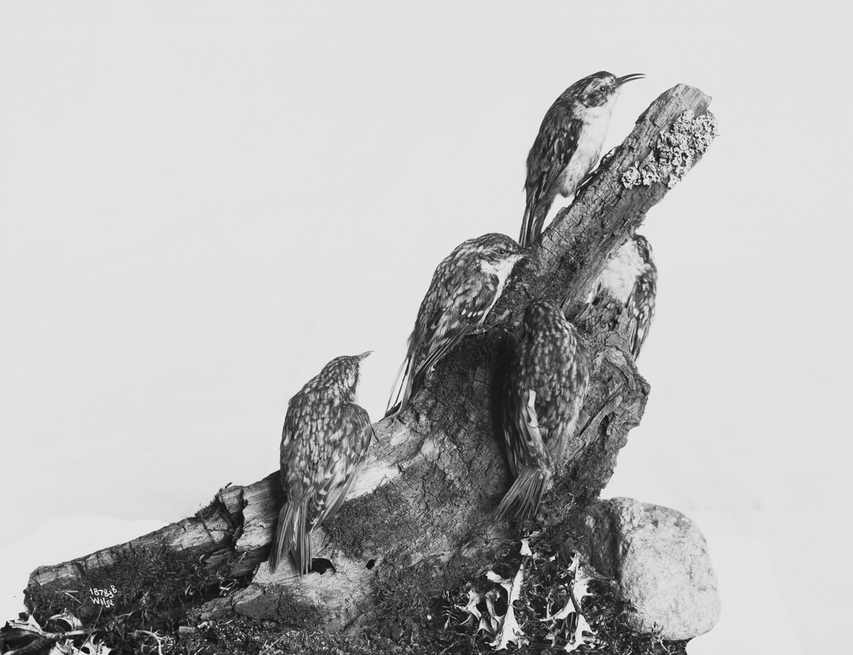 Anders Beer Wilse, Prot: Fugler for Tøien Museet