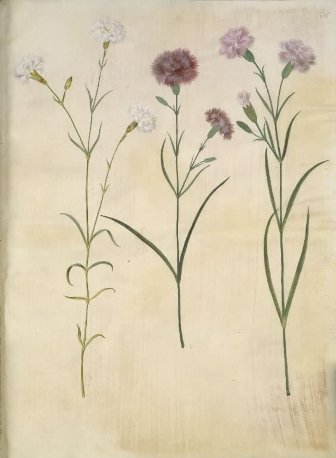 Hans Simon Holtzbecker, Dianthus plumarius (fjer-nellike)