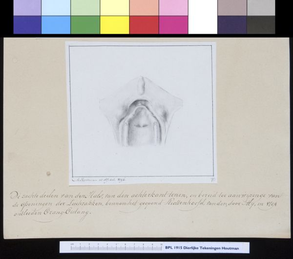 M Houtman, Animals: orangutan, respiratory system