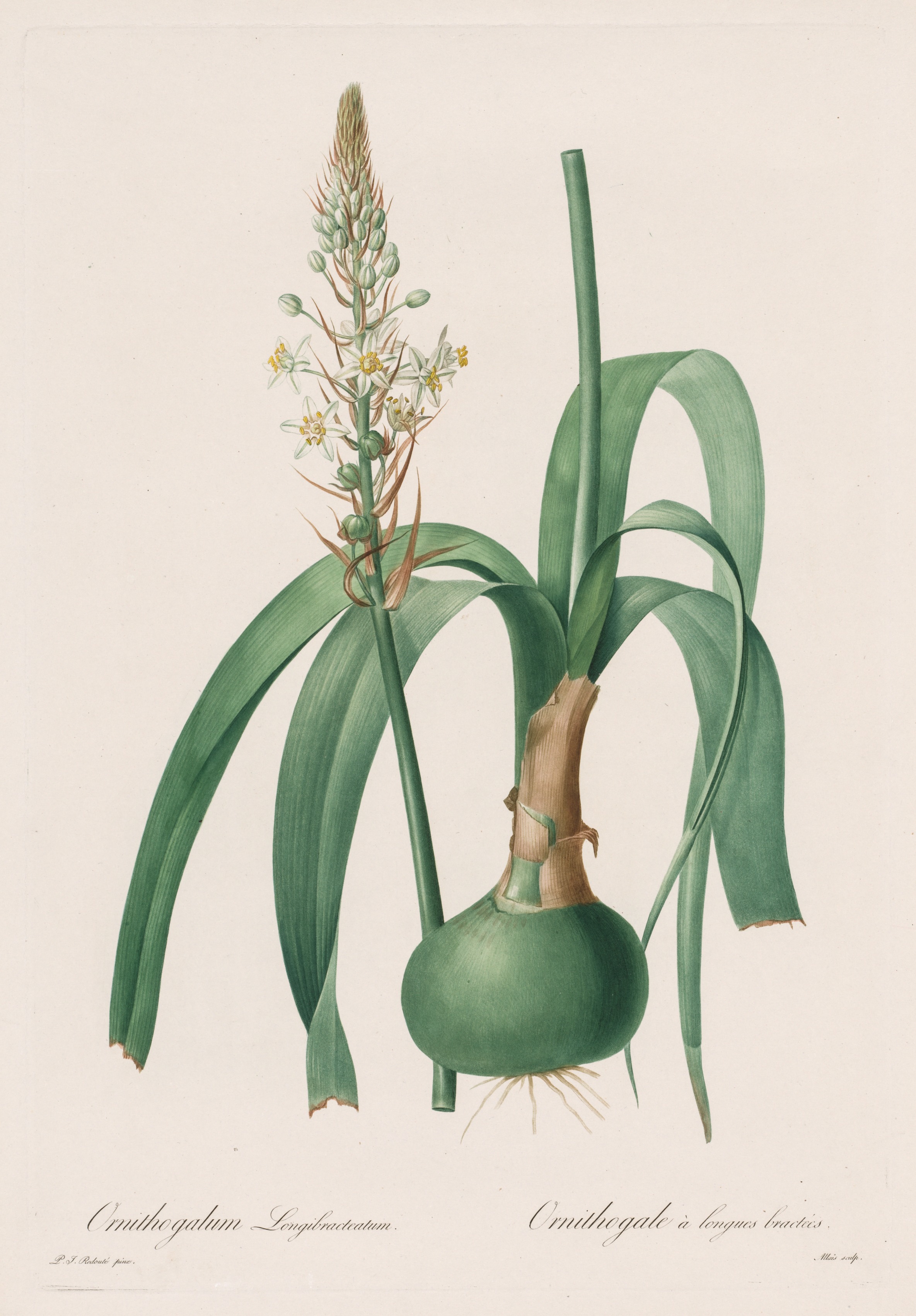 Pierre-Joseph Redouté, Les Liliacées:  Ornithogalum longibracteatum