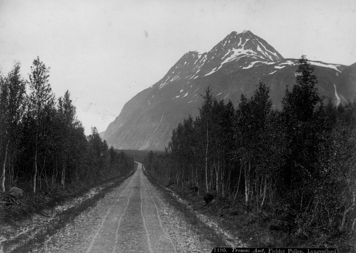 Axel Lindahl, Fjellet Pollen i Lyngen i Troms. Vei gjennom skogen.