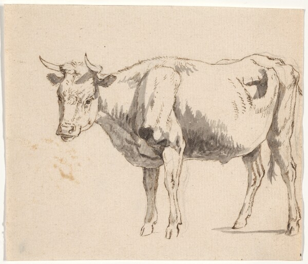Unknown, Cow