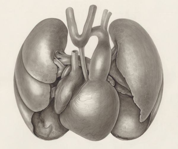 H.G Wetselaar, Heart and adjacent organs