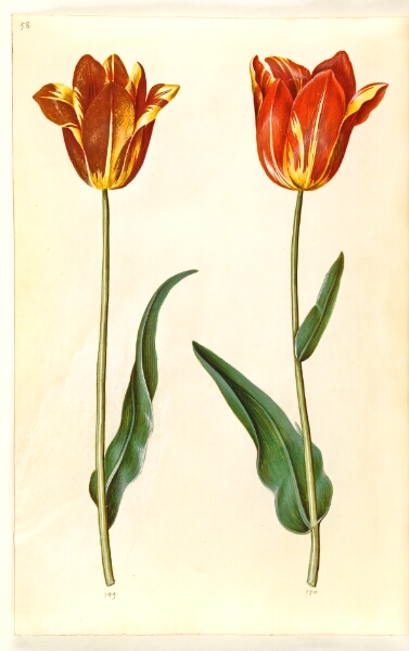 Hans Simon Holtzbecker, Tulipa gesneriana (have-tulipan)