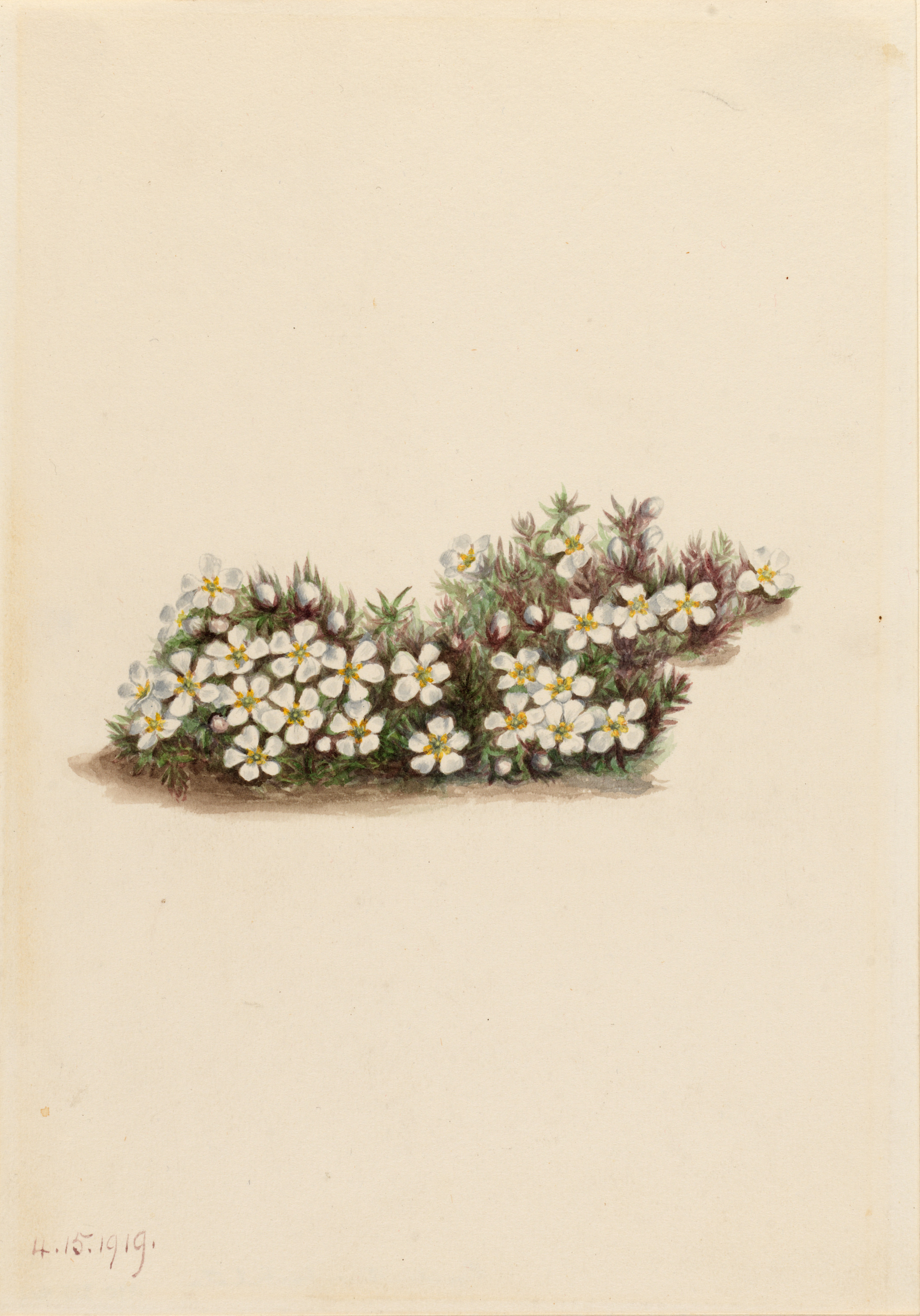 Mary Vaux Walcott, Pyxie (Pyxidanthera barbulata)