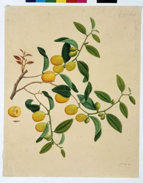 Unknown, Chinese dates