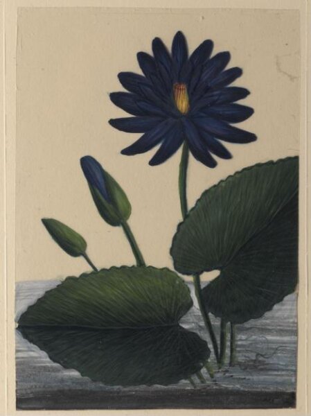 Unknown, One of eighteen drawings of flowers.