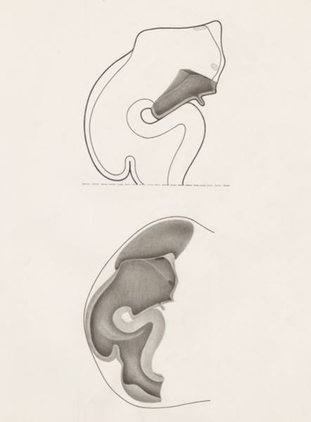 H.G Wetselaar, Embryo