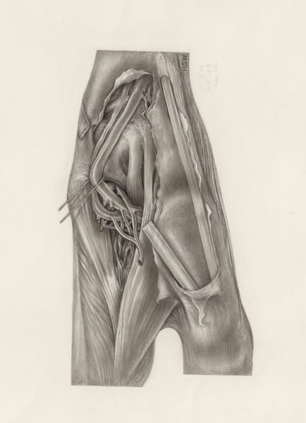 H.G Wetselaar, Muscular tissue of the upper extremities