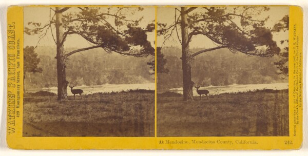 Carleton Watkins, At Mendocino, Mendocino County, California (#242)