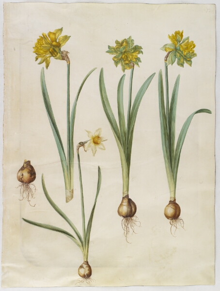 Hans Simon Holtzbecker, Narcissus pseudonarcissus; Narcissus ? ×incomparabilis (have-narcis)