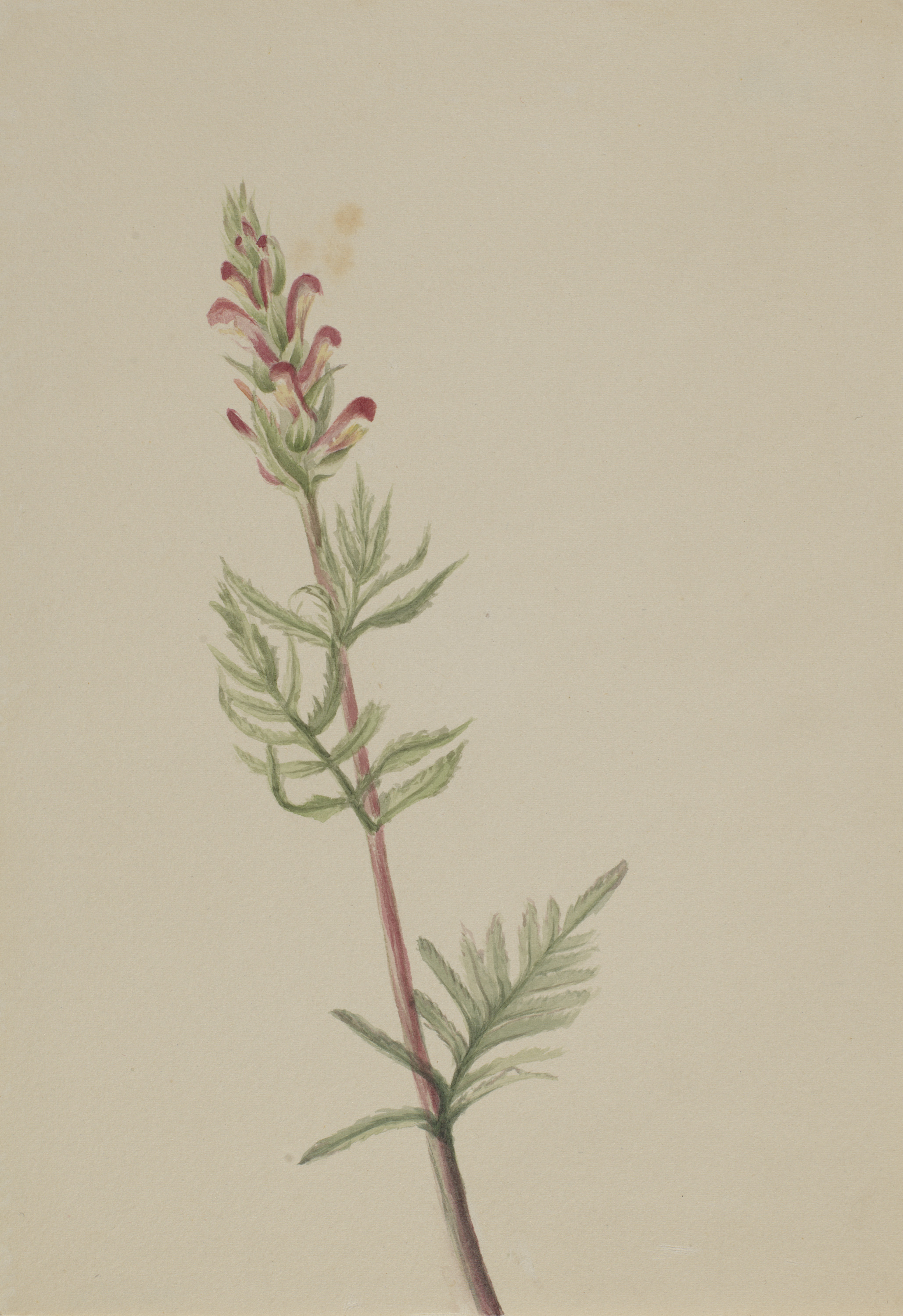 Mary Vaux Walcott, Pedicularis bracteosa