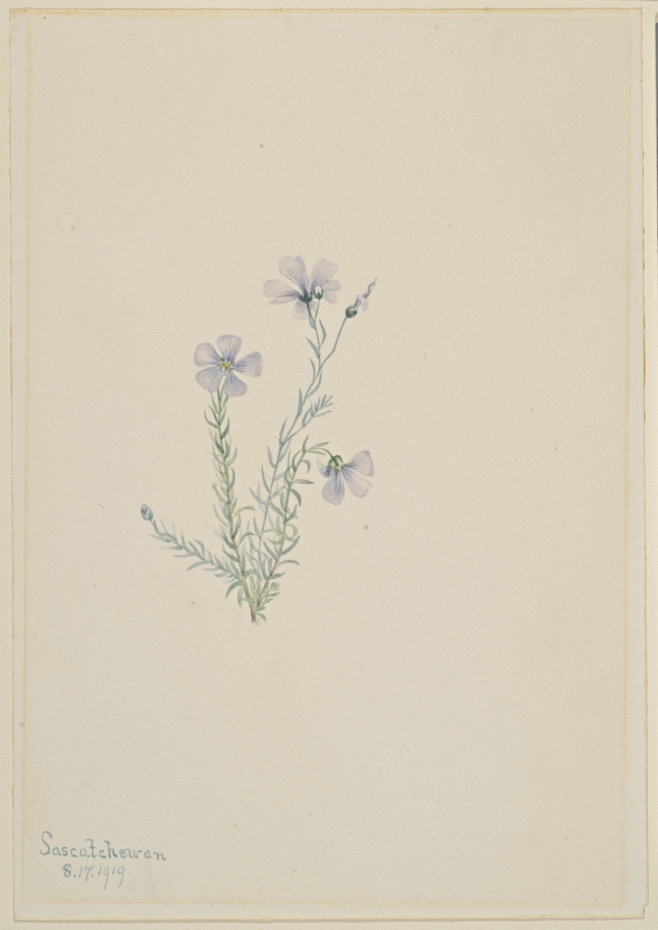 Mary Vaux Walcott, Wild Flax (Linum lewisii)