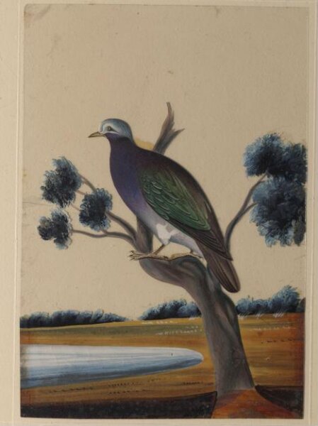Unknown, One of nine drawings of birds.