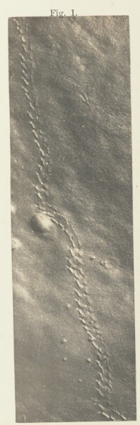 Unknown, Plate 40. Figure 1