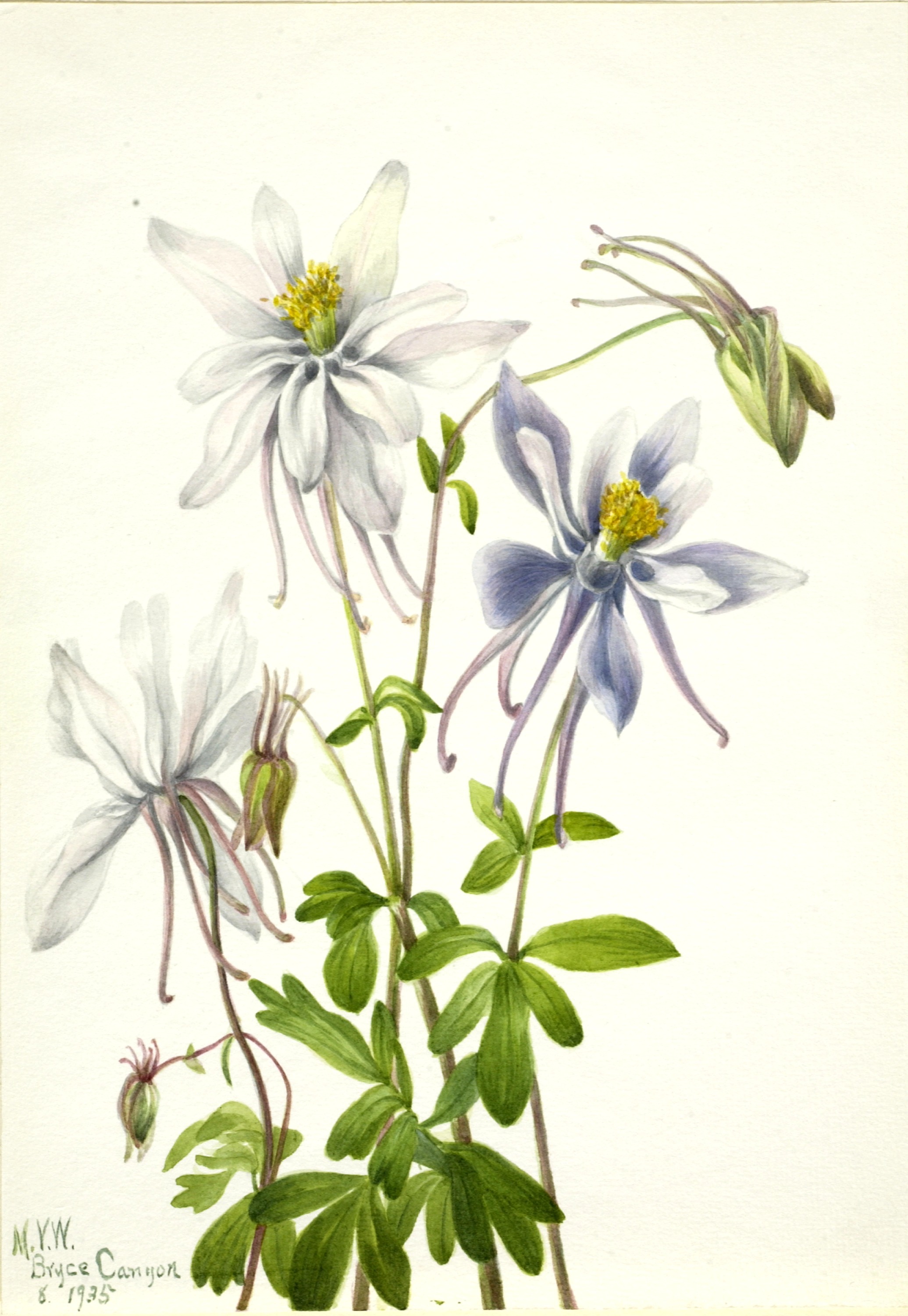 Mary Vaux Walcott, Columbine (Aquilegia ecalcarata)