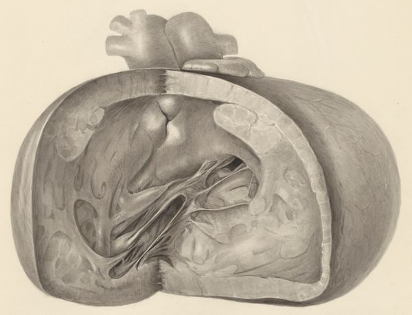 H.G Wetselaar, Heart