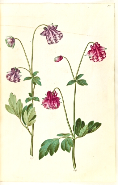 Hans Simon Holtzbecker, Aquilegia vulgaris (almindelig akeleje)
