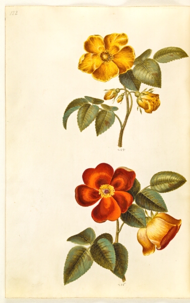 Hans Simon Holtzbecker, Rosa foetida (gul rose); Rosa foetida (tyrkisk rose)