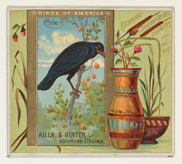 Allen & Ginter, Crow, from the Birds of America series (N37) for Allen & Ginter Cigarettes